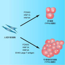 前沿突破 新方法获取人类肝细胞，干细胞技术开辟再生医学新路径