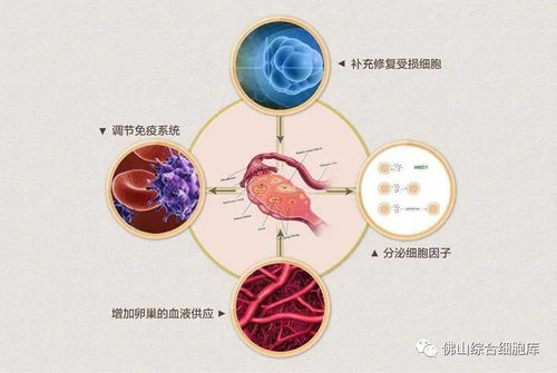 干细胞化解女性卵巢危机，重新长出生命的种子