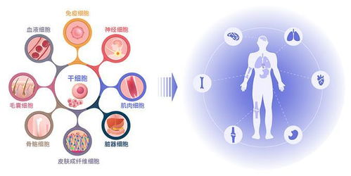 国内干细胞疗法与人体干细胞技术开发的现状与应用