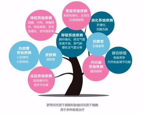干细胞 生命的种子与其在医学中的巨大潜力
