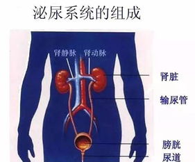 干细胞与人体的八大系统 人体干细胞技术开发的探索